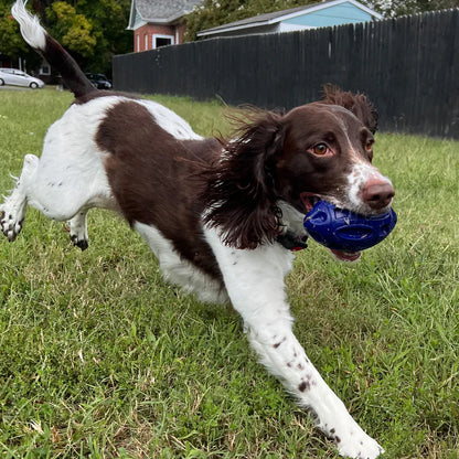 Alpha Pak® Chewie Squeak Rubber Football