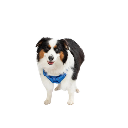 Come Here Buddy® Step-In Dog Harness