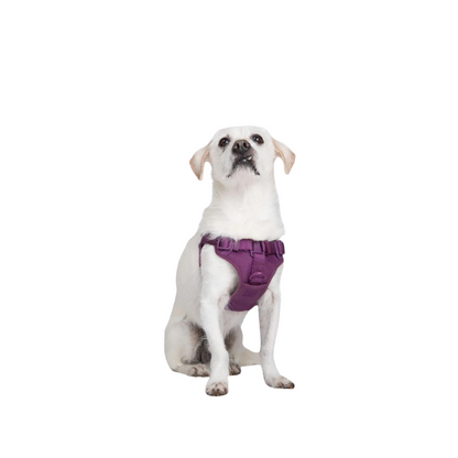 Come Here Buddy® Step-In Dog Harness