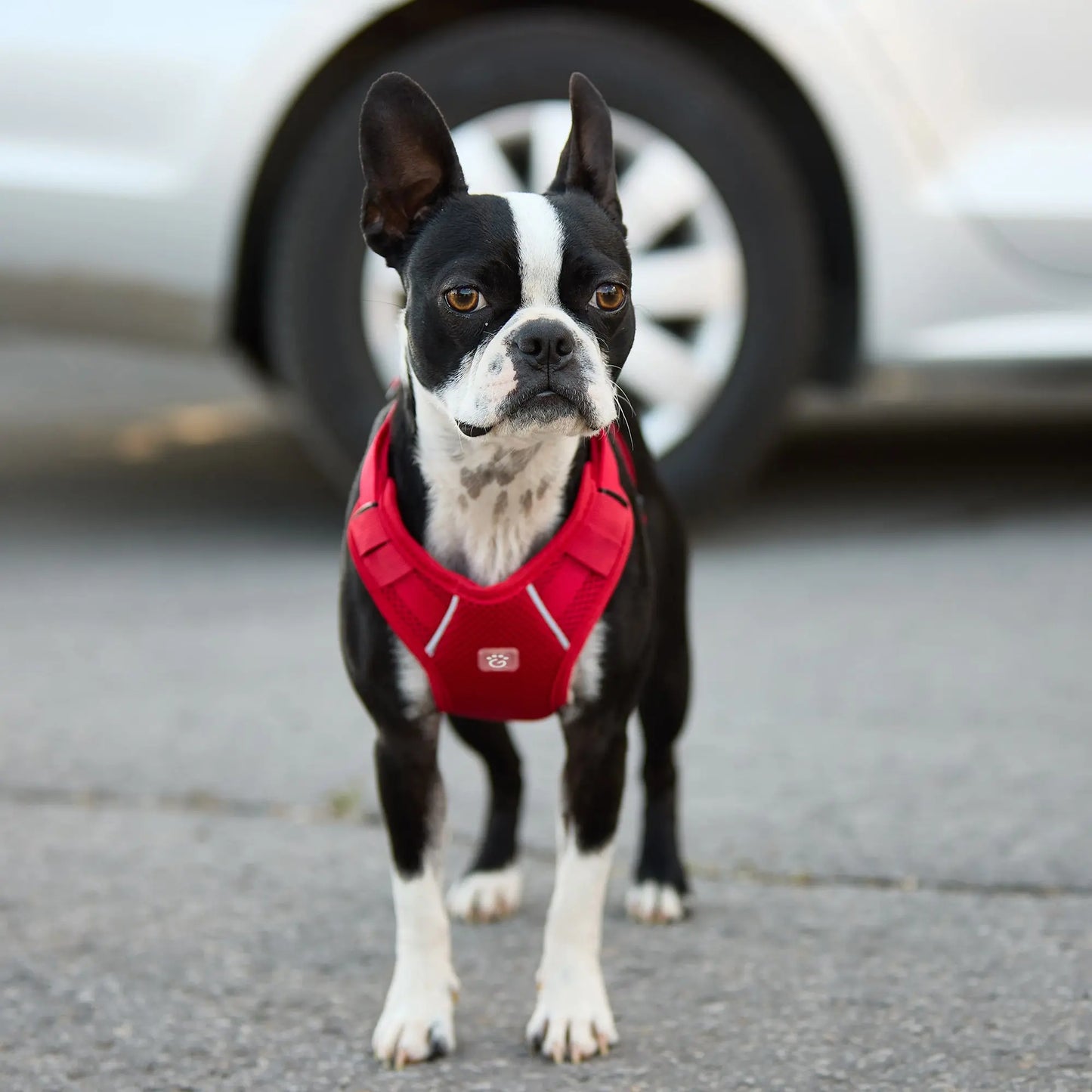 GF Pet® Travel Harness